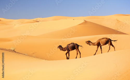 Camel caravan in the Sahara desert  Morocco