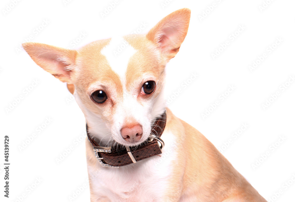 Chihuahua dog portrait Chihuahua dog portrait