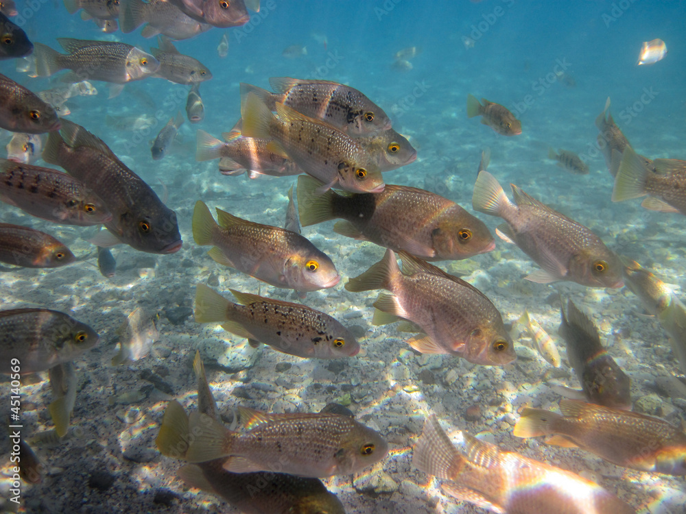 Naklejka premium Jordan St. Peter’s fish