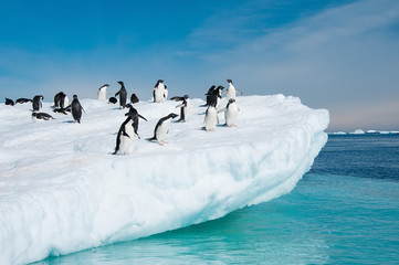 Poster Antarctica Springende adeliepinguïns vanaf ijsberg  © Asya M