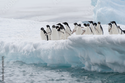 Adelie penguins colony going to jump in the water from iceberg,