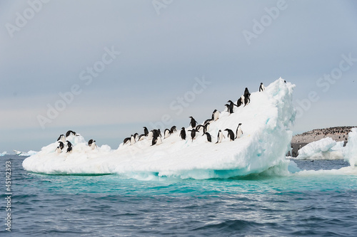Adelie penguins jumping from iceberg