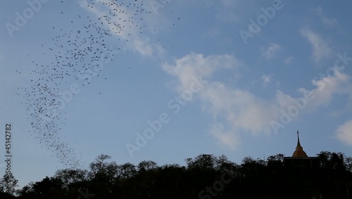 Greater Mouse-tailed Bats emerging from a cave in the evening. photo