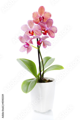 Pink orchid in a white flowerpot