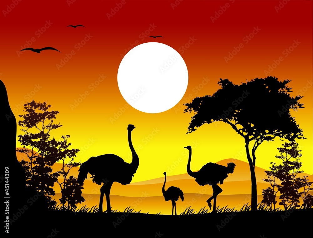 beauty ostrich silhouettes with landscape background