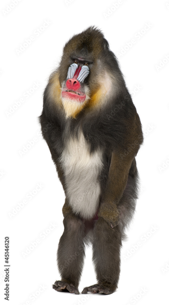 Obraz premium Mandrill standing, Mandrillus sphinx, 22 years old