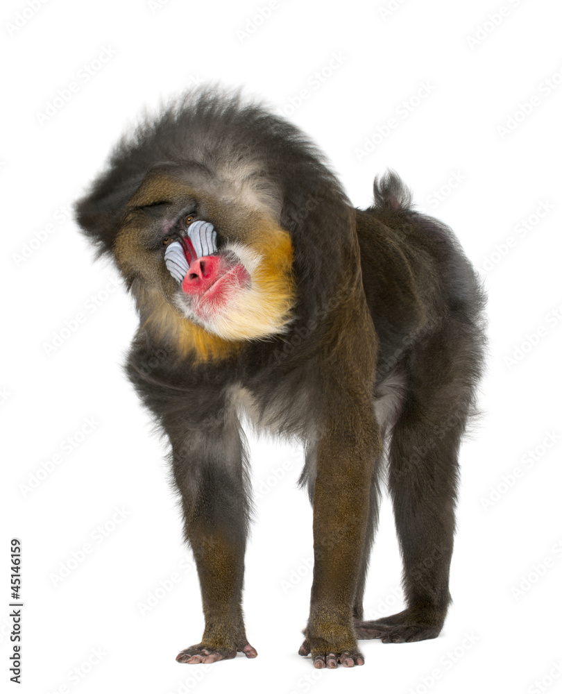 Fototapeta premium Mandrill shaking- Mandrillus sphinx, 22 years old
