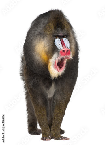 Foto Portrait of Mandrill, Mandrillus sphinx, 22 years old