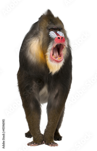 Fotografie Mandrill shouting, Mandrillus sphinx, 22 years old