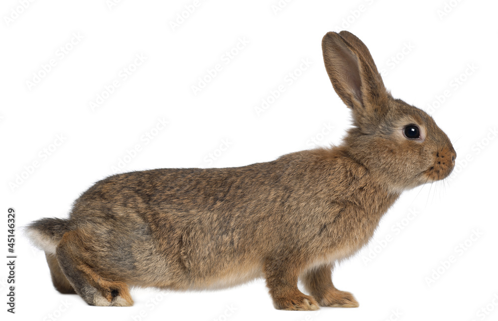 Obraz premium Rabbit against white background