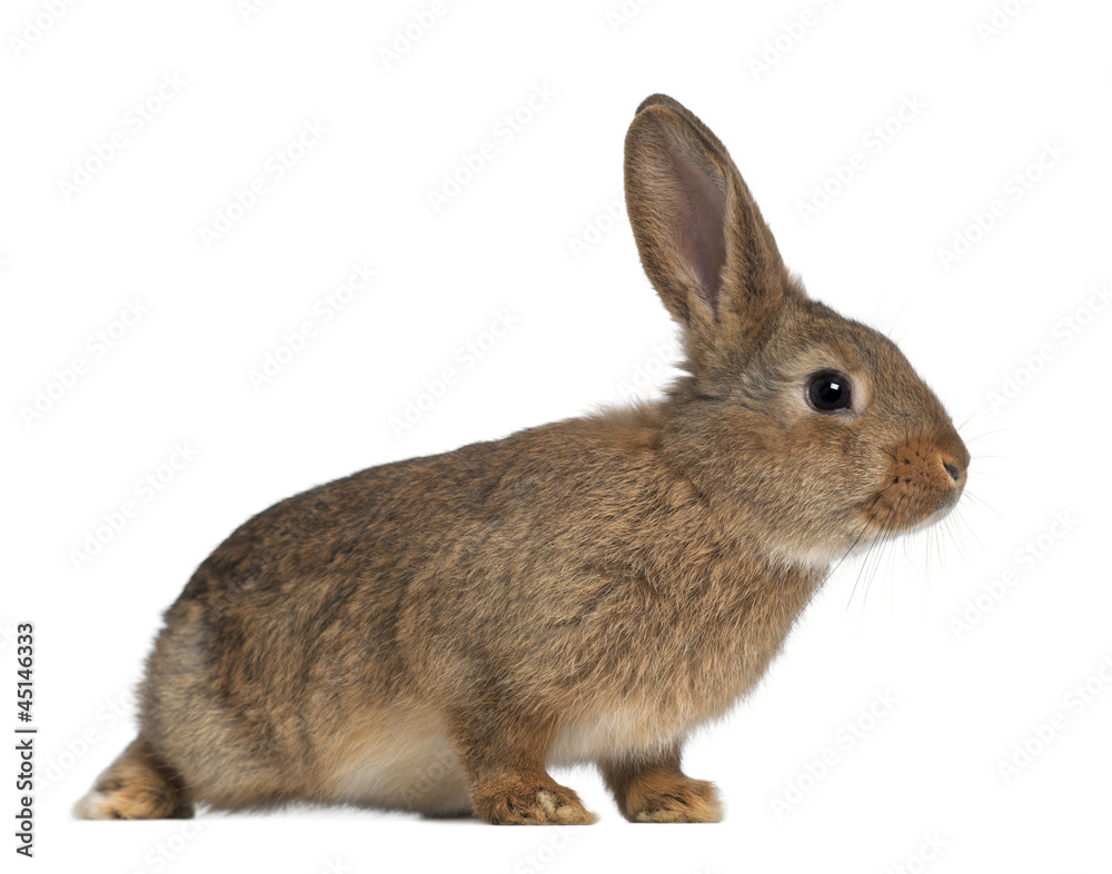 Fototapeta premium Rabbit sitting against white background
