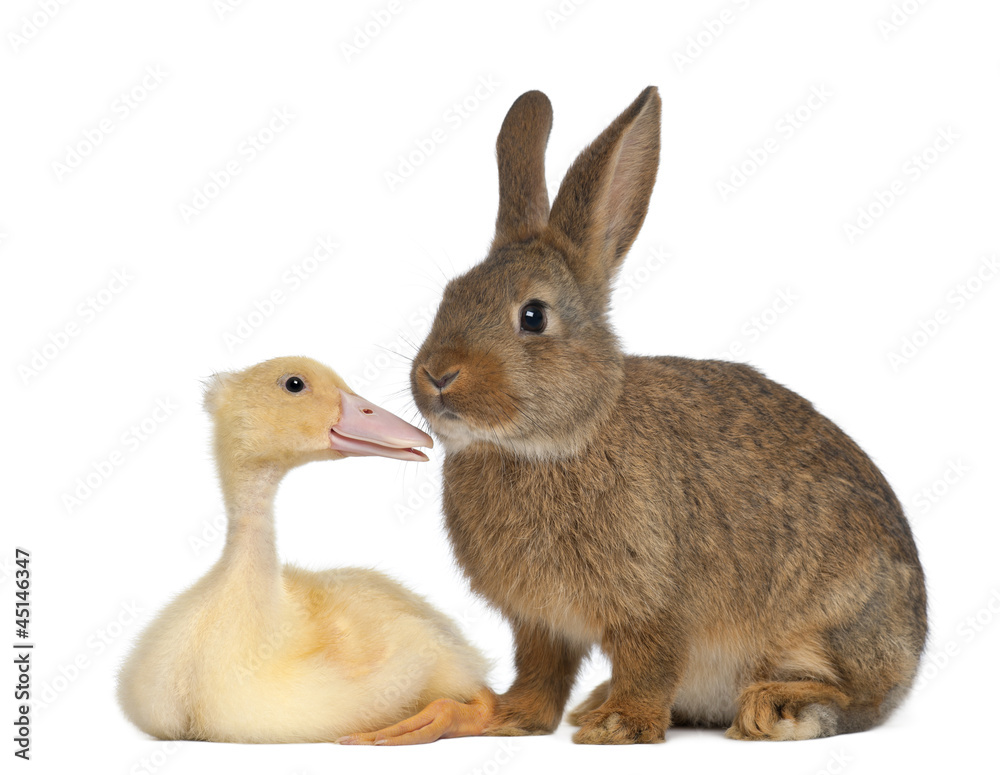 Obraz premium Rabbit sniffing duckling against white background
