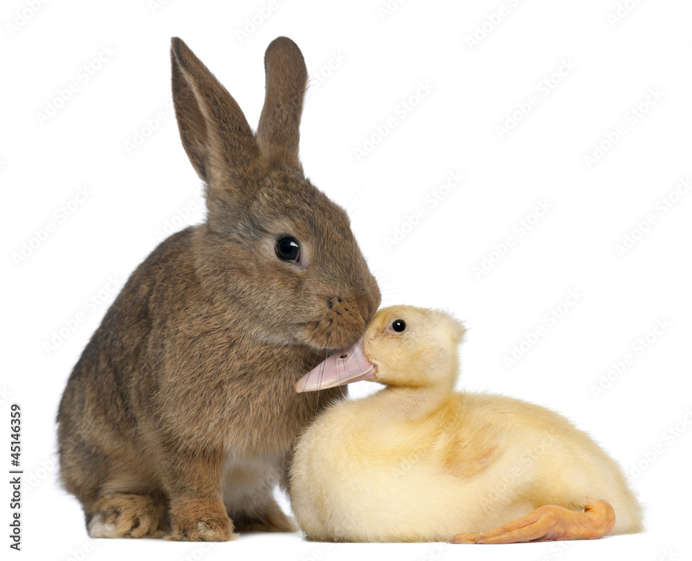 Obraz premium Rabbit sniffing duckling against white background
