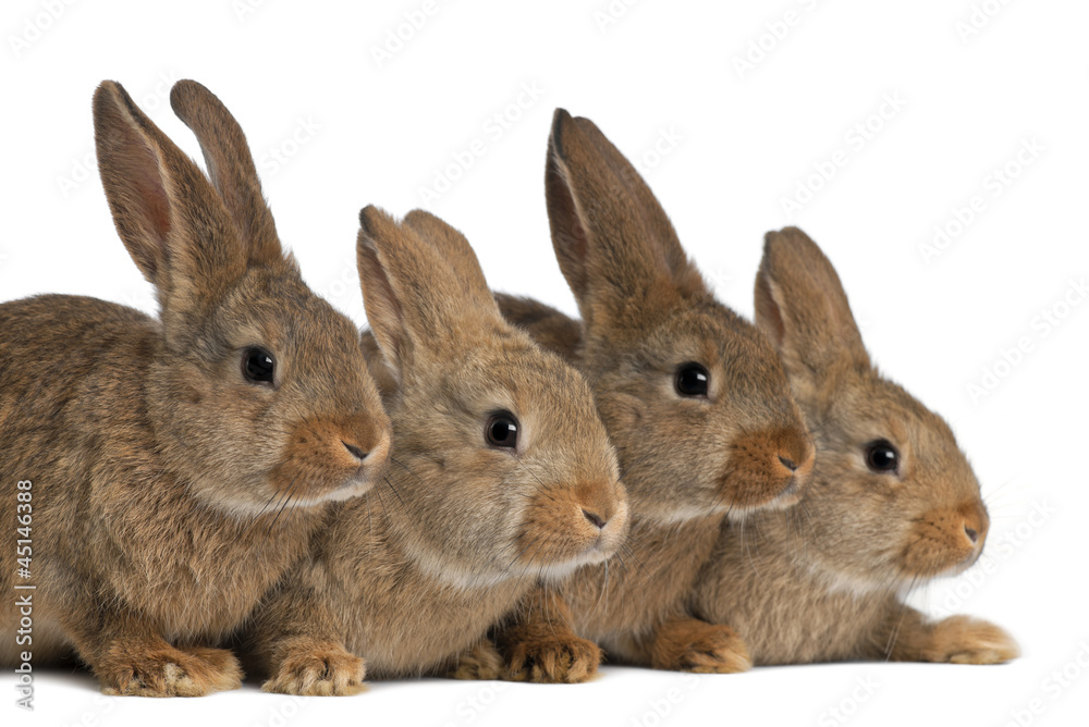 Fototapeta premium Four rabbits against white background