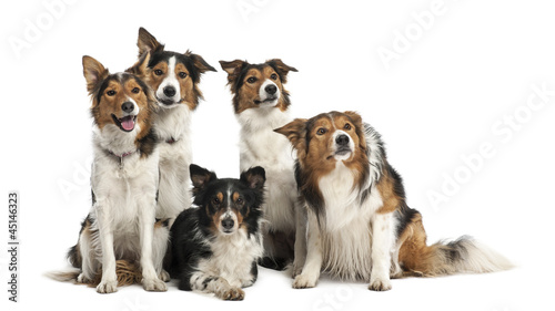 Group of Border Collies against white background © Eric Isselée