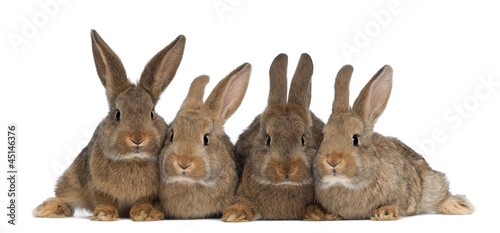 Fotografia Four rabbits against white background