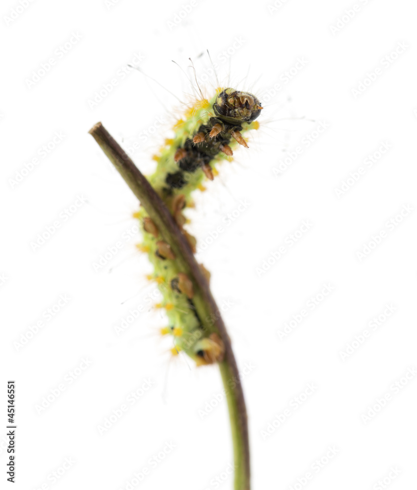 Caterpillar of the Giant Peacock Moth on stem, Saturnia pyri Caterpillar of the Giant Peacock Moth on stem, Saturnia pyri