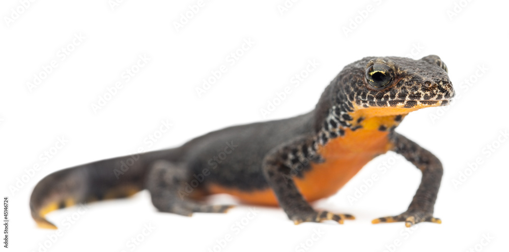 Naklejka premium Alpine Newt, Ichthyosaura alpestris