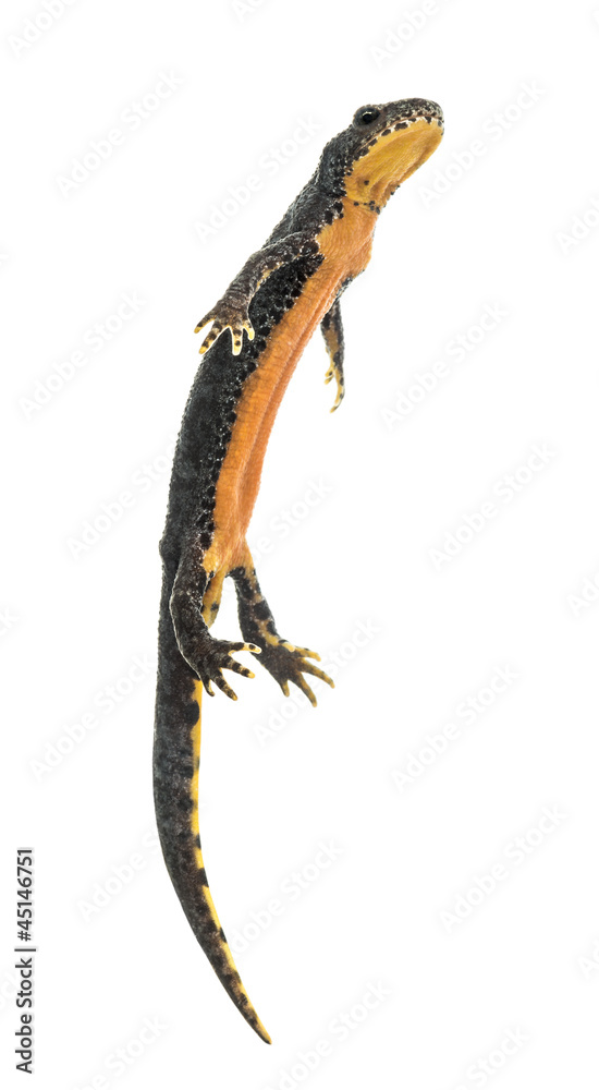 Fototapeta premium Alpine Newt surfacing, Ichthyosaura alpestris
