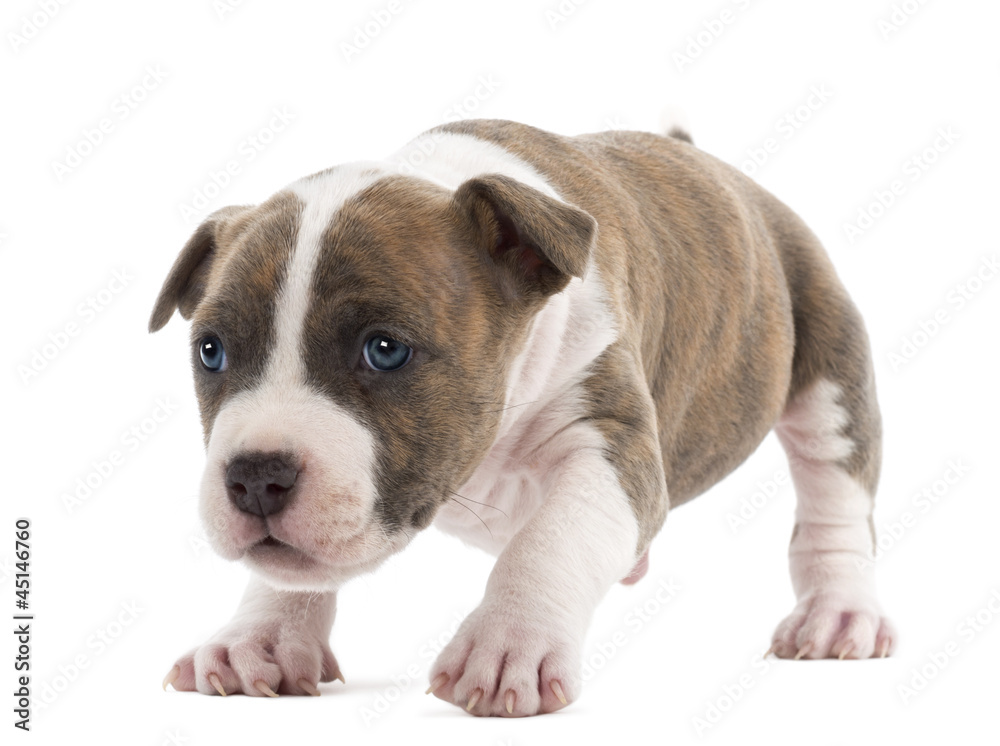 Portrait of American Staffordshire Terrier Puppy, 6 weeks old