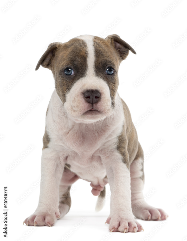 Portrait of American Staffordshire Terrier Puppy, 6 weeks old Portrait of American Staffordshire Terrier Puppy, 6 weeks old