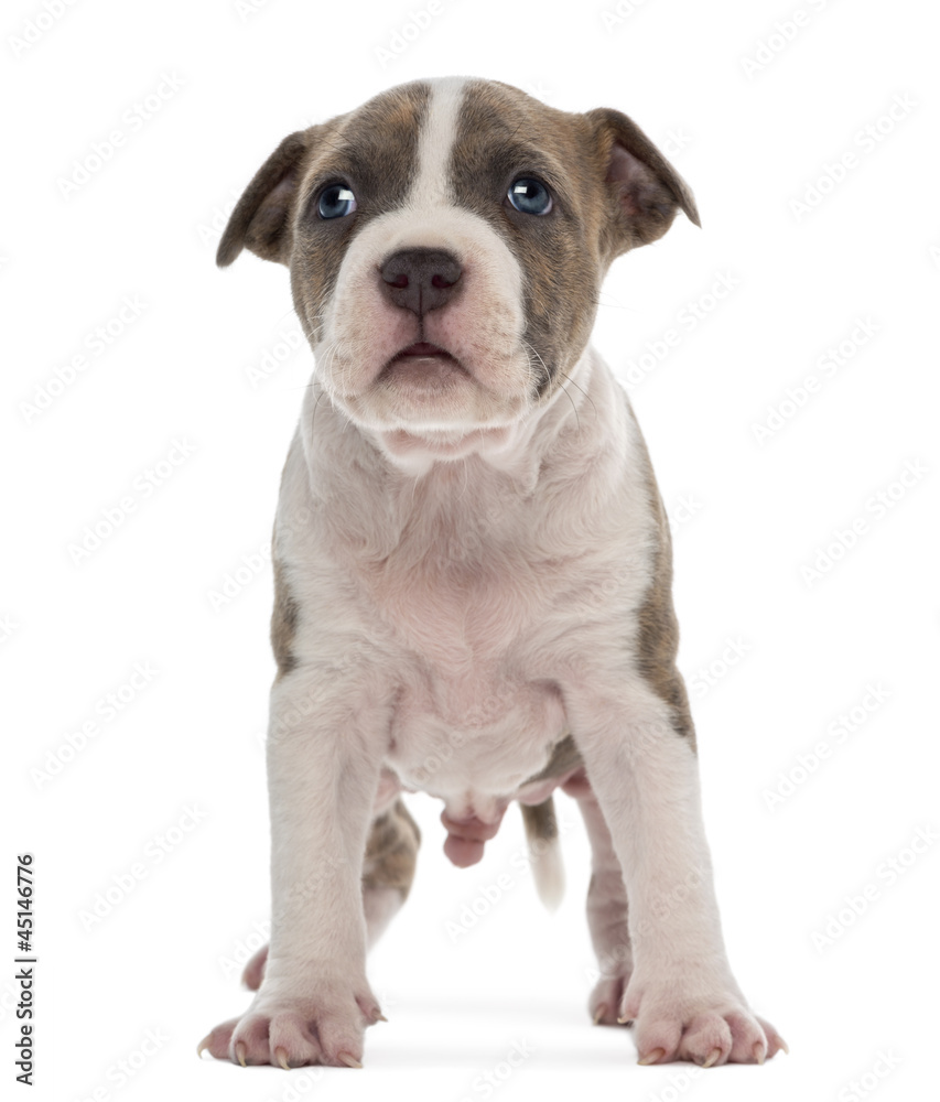 American Staffordshire Terrier Puppy, 6 weeks old