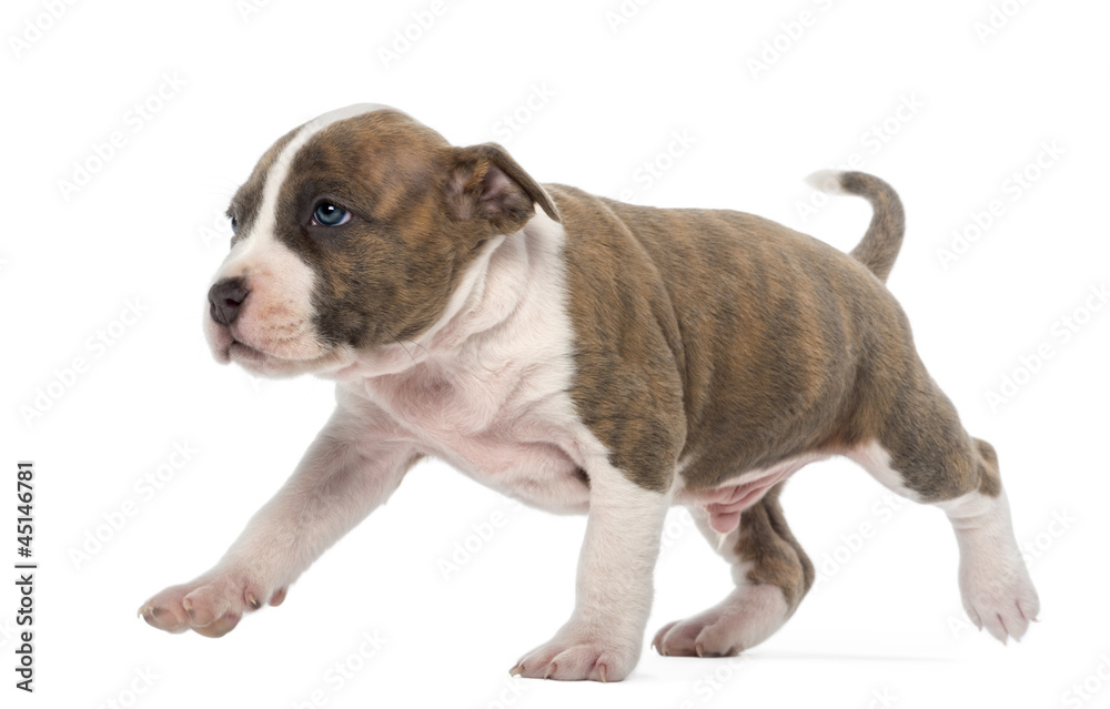 American Staffordshire Terrier Puppy walking American Staffordshire Terrier Puppy walking