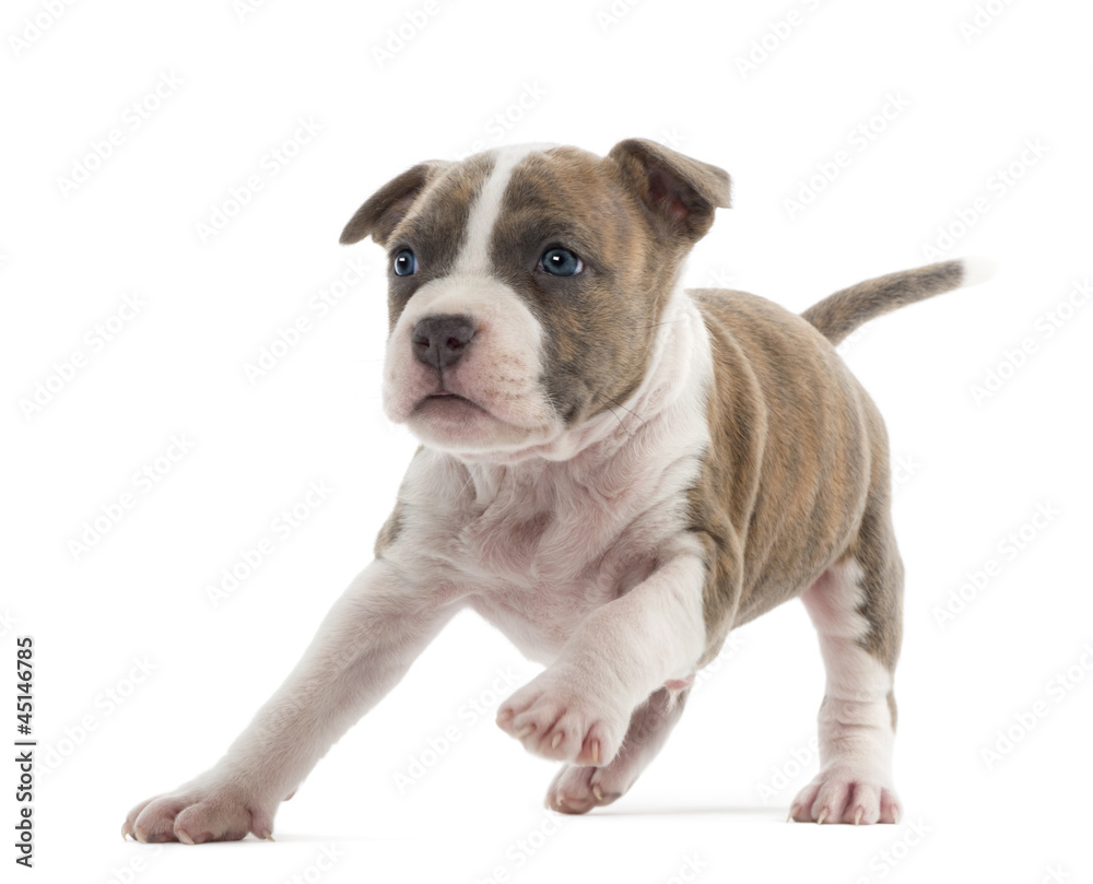 American Staffordshire Terrier Puppy running