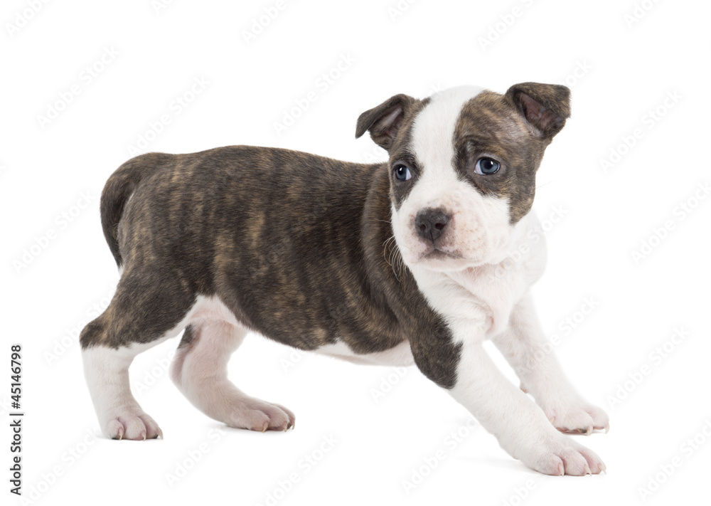 Portrait of American Staffordshire Terrier Puppy, 6 weeks old