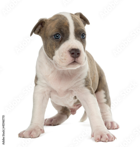 Portrait of American Staffordshire Terrier Puppy  6 weeks old