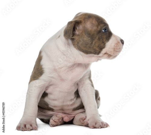 American Staffordshire Terrier Puppy sitting and looking away