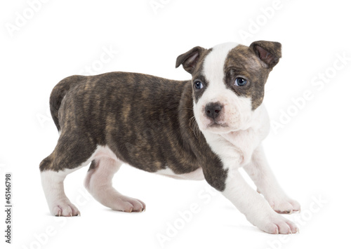 Portrait of American Staffordshire Terrier Puppy  6 weeks old