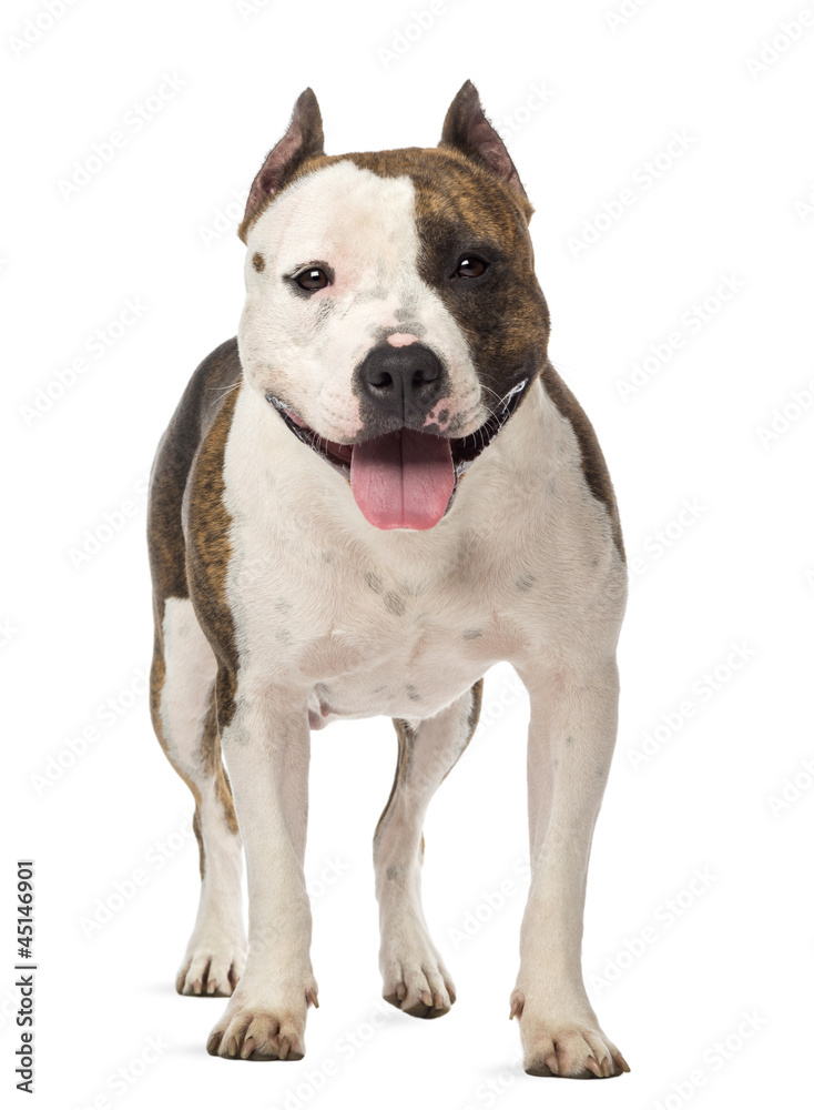Portrait of American Staffordshire Terrier, 3 years old