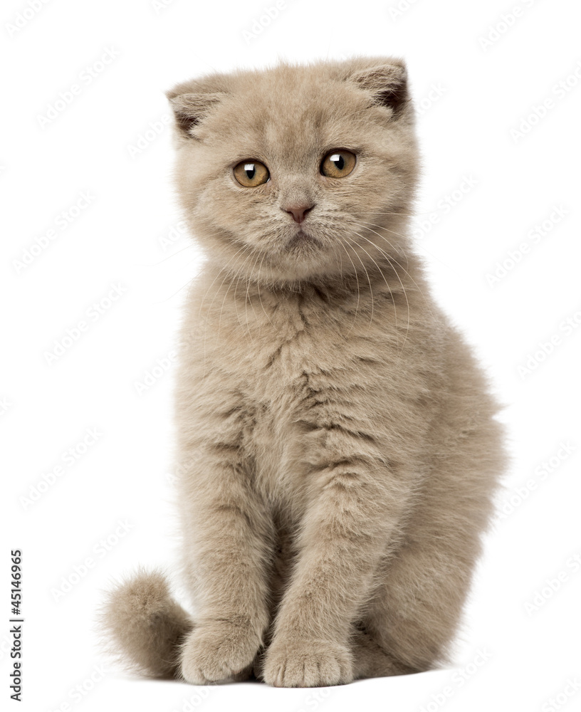 Portrait of Scottish Fold Kitten sitting, 9 weeks old