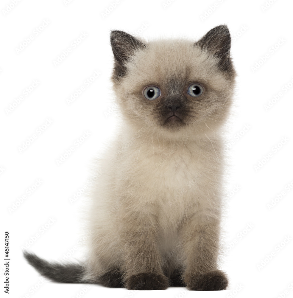 Obraz premium Portrait of British Shorthair Kitten, 5 weeks old