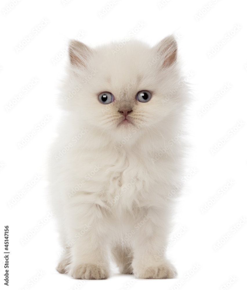 Portrait of British Longhair Kitten, 5 weeks old