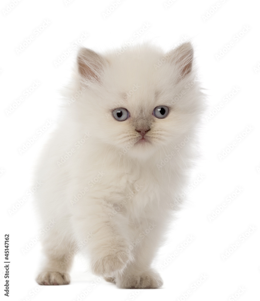 British Longhair Kitten, 5 weeks old, against white background