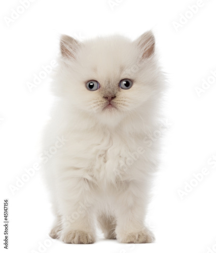 Portrait of British Longhair Kitten, 5 weeks old