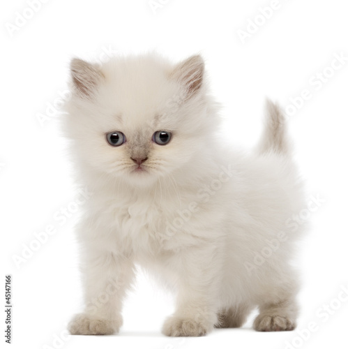 Fototapeta Naklejka Na Ścianę i Meble -  British Longhair Kitten, 5 weeks old