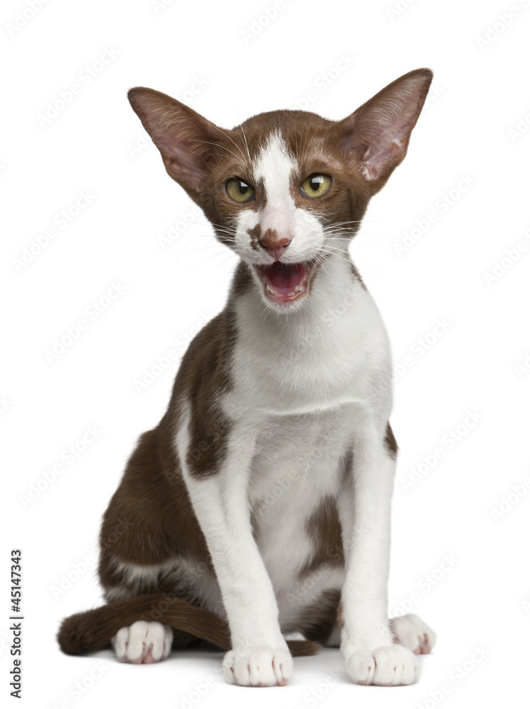 Oriental shorthair sitting and meowing against white background