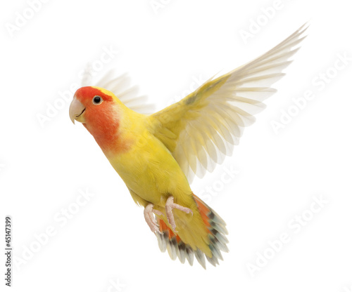 Portrait of Rosy-faced Lovebird flying, Agapornis roseicollis