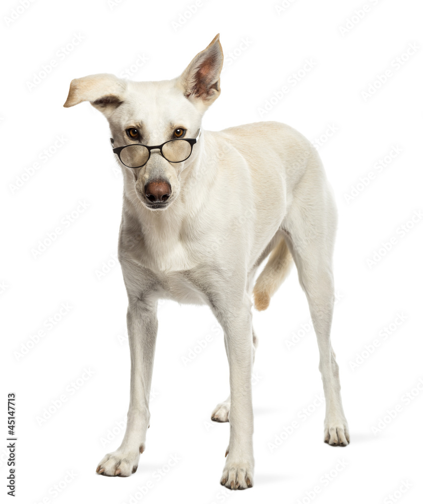 Portrait of Crossbreed dog wearing glasses