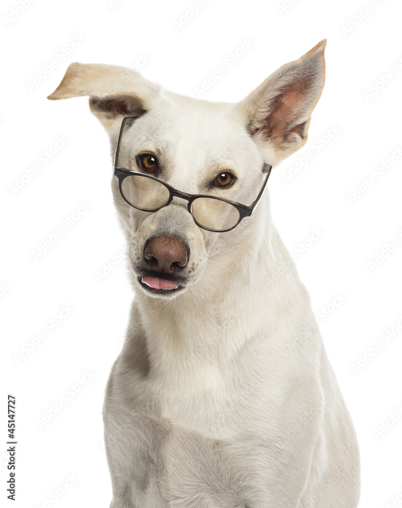 Portrait of Crossbreed dog wearing glasses