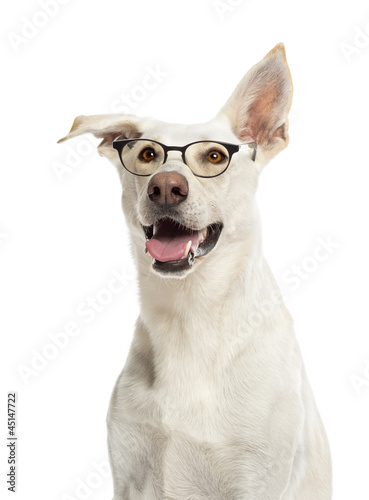 Crossbreed dog wearing glasses against white background © Eric Isselée