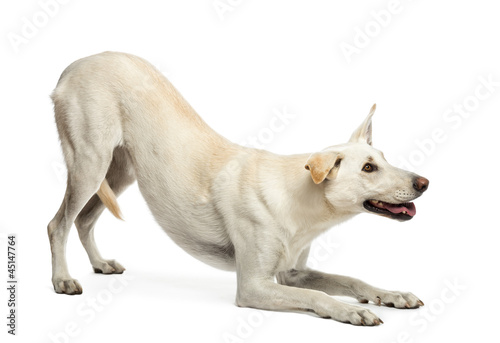 Crossbreed dog against white background