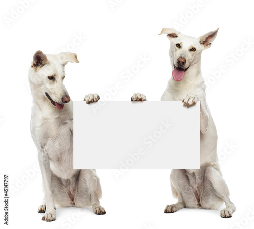 Two Crossbreed dogs sitting and holding white sign
