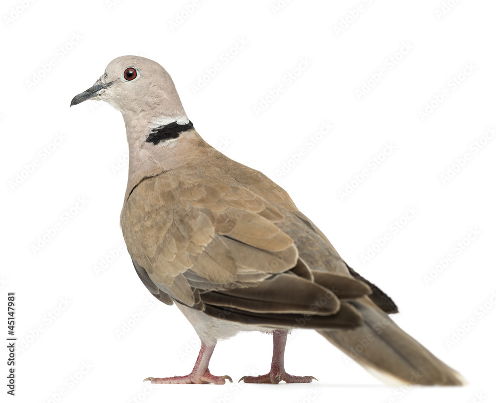 Fototapeta premium Eurasian Collared Dove, Streptopelia decaocto