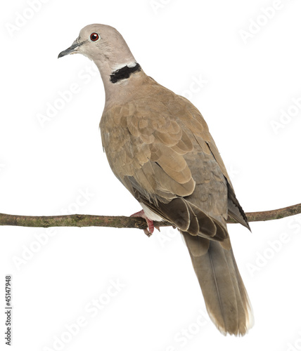 Rear view of an Eurasian Collared Dove perched on branch