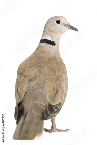 Rear view of Eurasian Collared Dove, Streptopelia decaocto © Eric Isselée