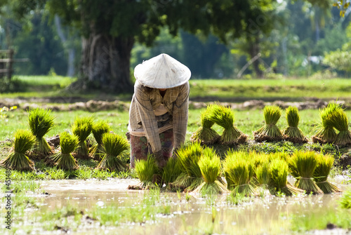 Rice plantation in Laos